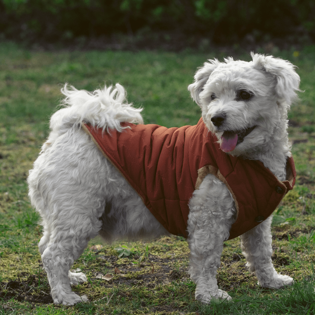Dog Coats 101 ParaMount Pet Care Pet Sitting & Dog Walking