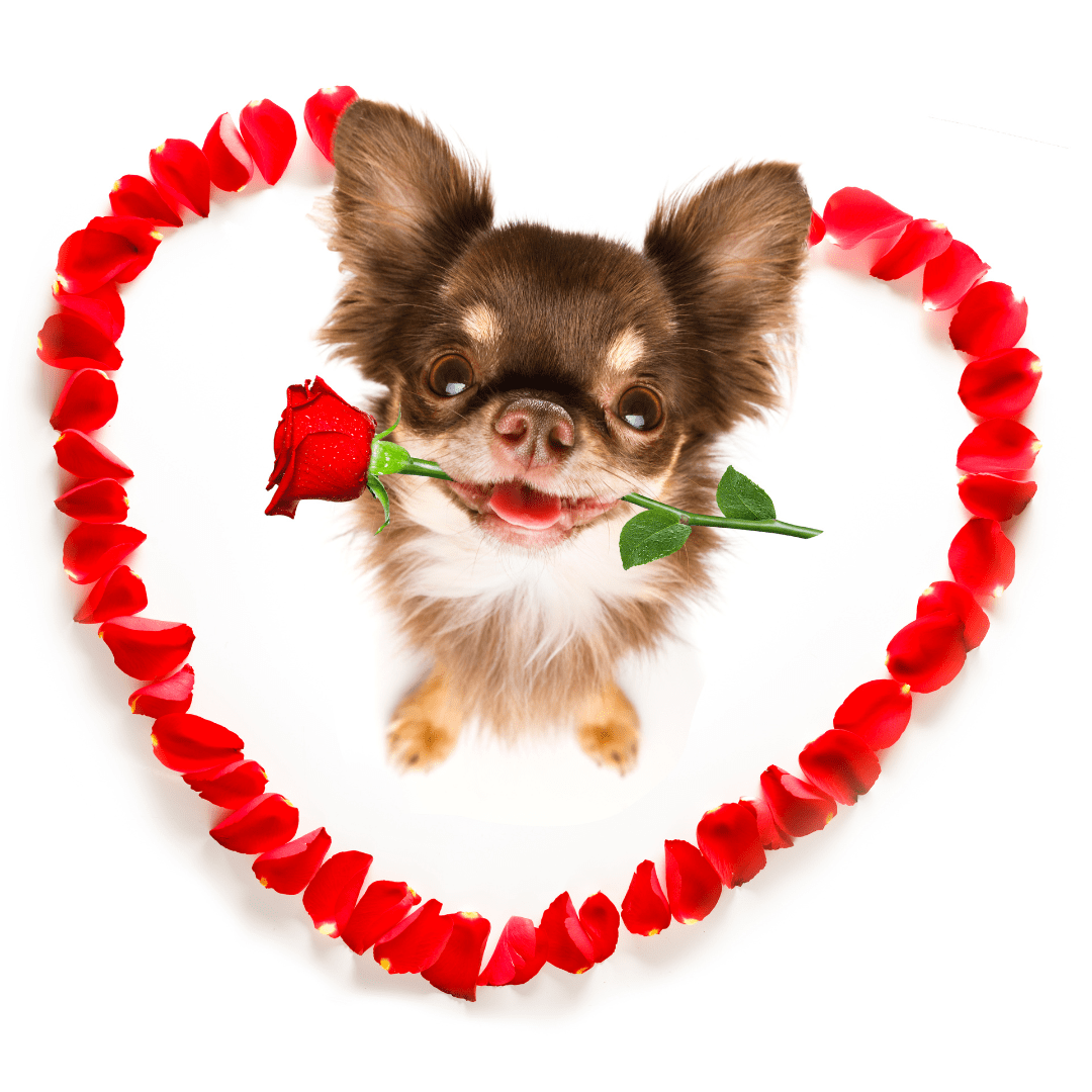 Valentine’s Day Gifts For Your Pets NEPA Pet Sitting
