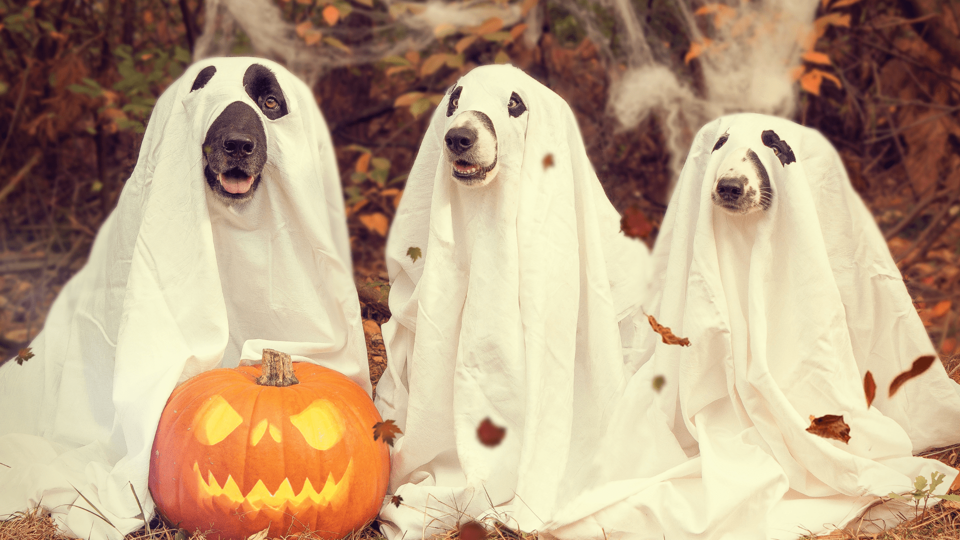 Keeping Pets Safe On Halloween Paramount Pet Care NEPA Wyoming