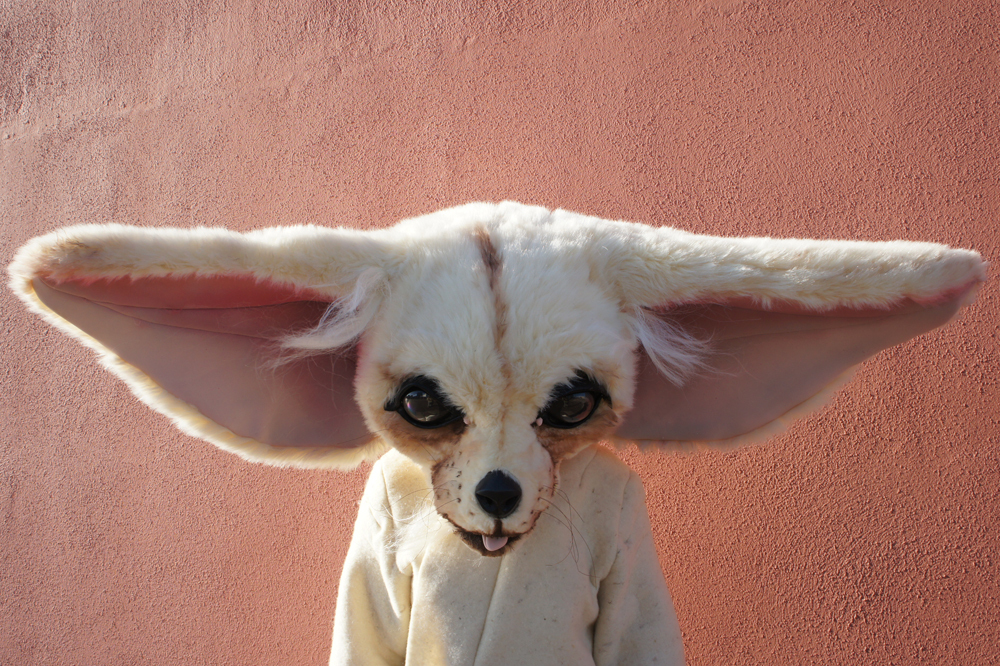 Fennec foxes and chihuahua’s NEPCO