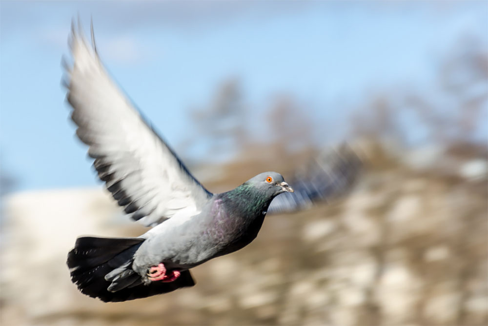 34 Pigeon Quotes NE Pigeon Supplies