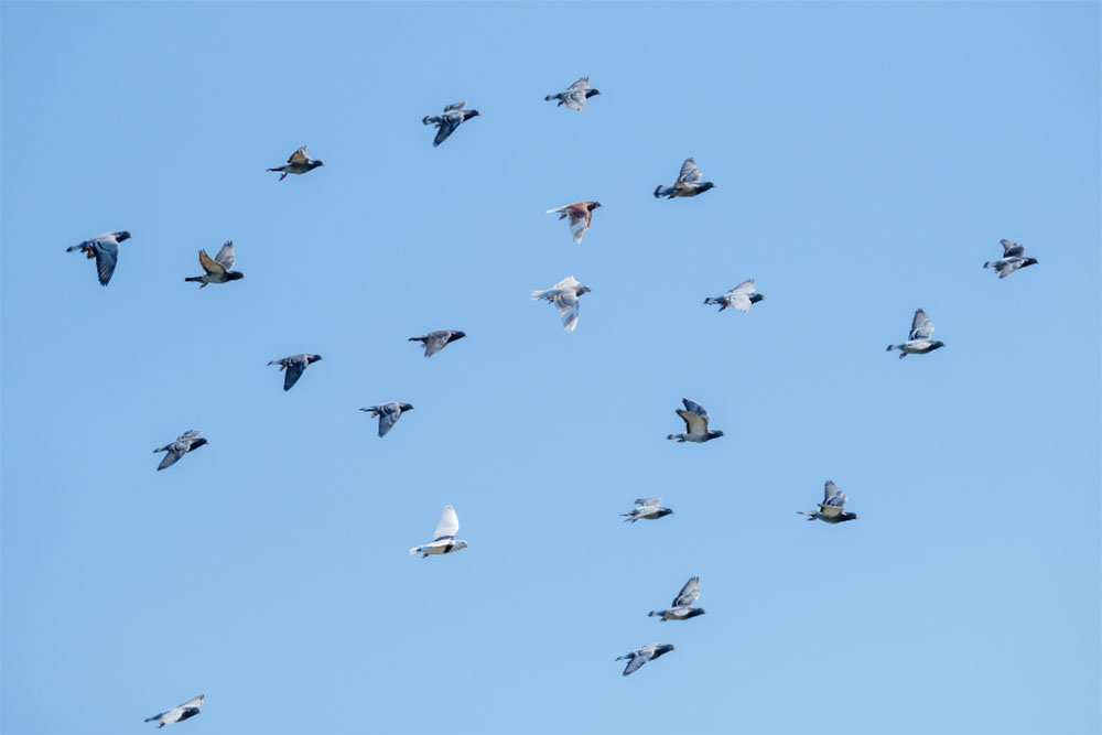 What’s Pigeon Racing? NE Pigeon Supplies