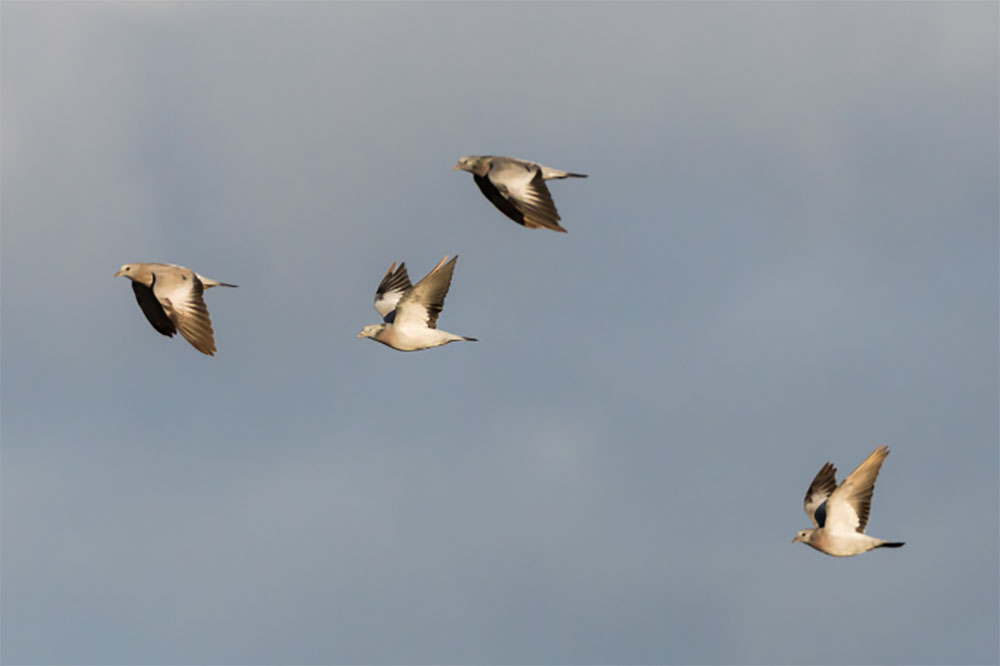 Do Pigeons Migrate? NE Pigeon Supplies