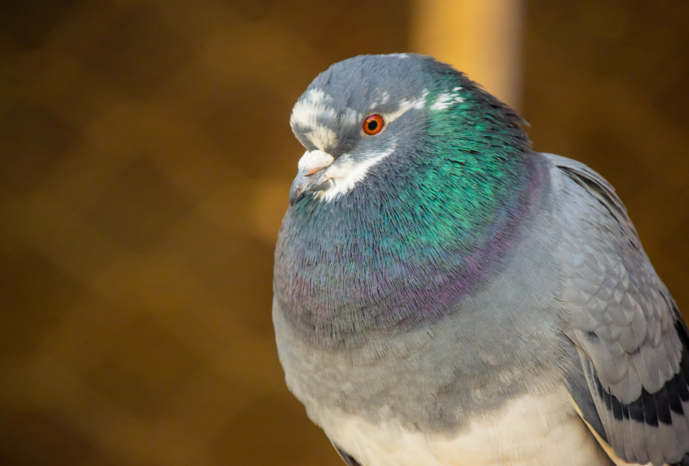 Giant Runt Pigeon Breed Guide NE Pigeon Supplies