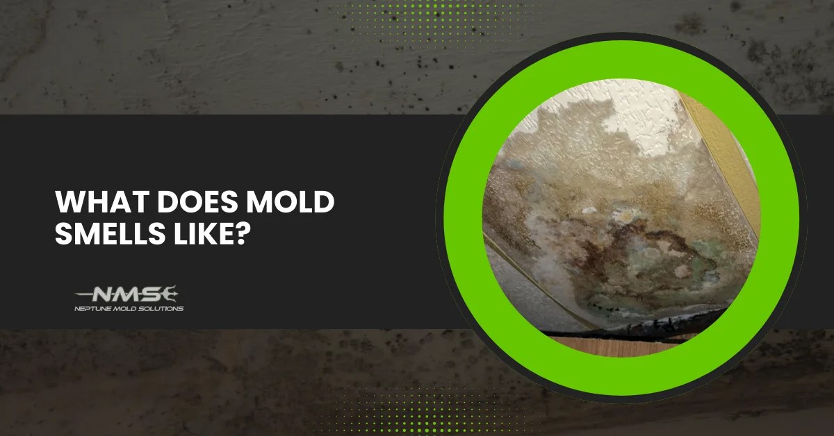 Does Mold Have A Smell? How Can I Recognize That Smell?