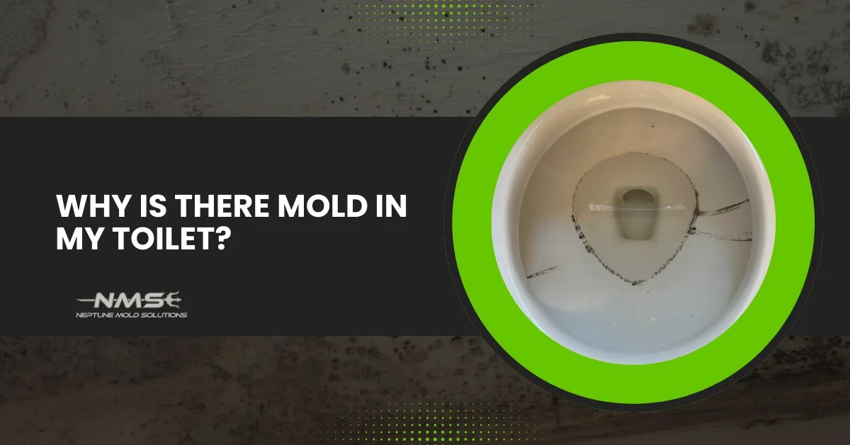 Affordable Mold Inspections Houston, TX Neptune Mold Solutions