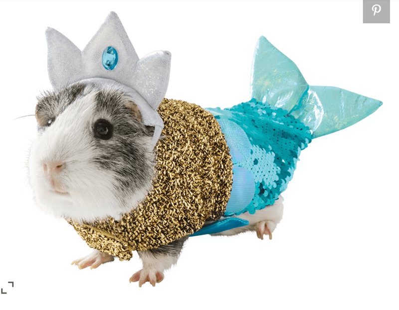 These Guinea Pig Costumes Are the Best Thing You'll See Today