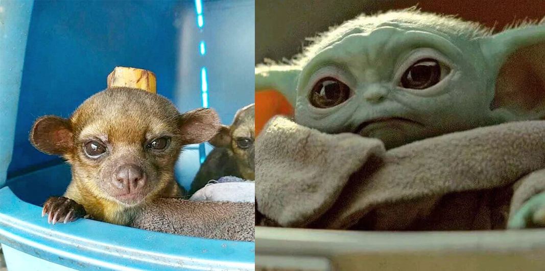 Here's How They Recorded The Animal Sounds For Baby Yoda