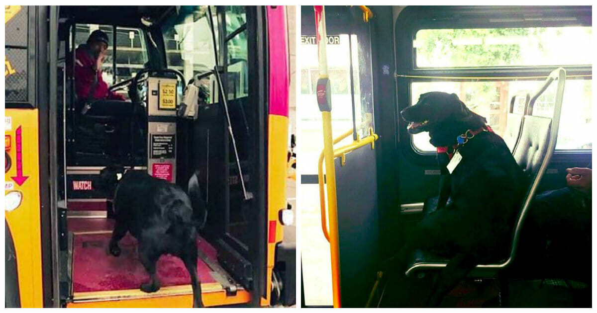 Seattle Dog Takes Bus to the Park Without Owner