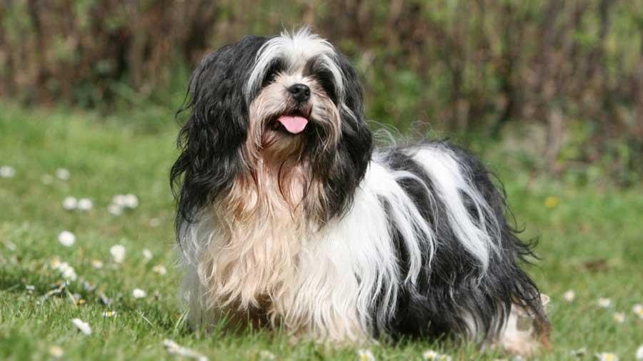 Caring For the Lhasa Apso Dog