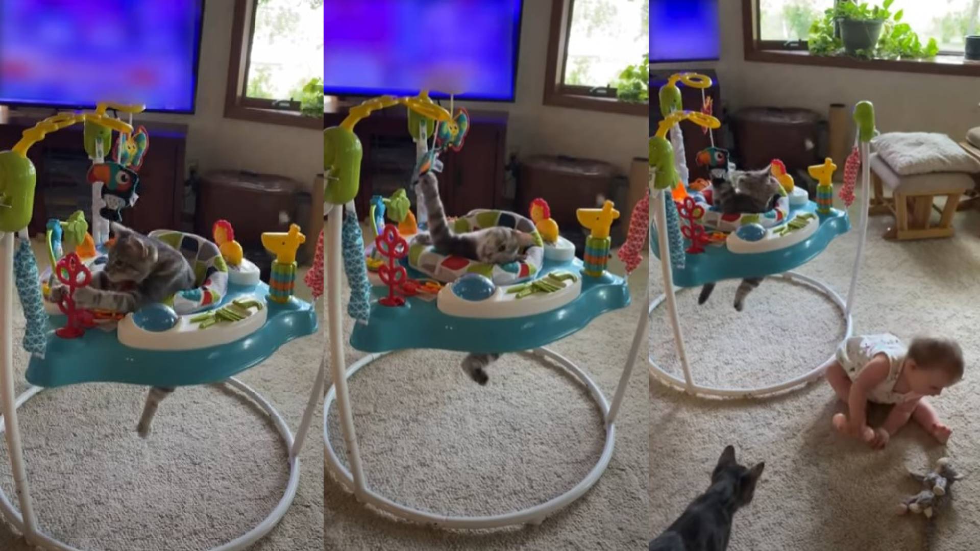 Watch Cat Has Time of it's Life Playing in Baby Bouncer
