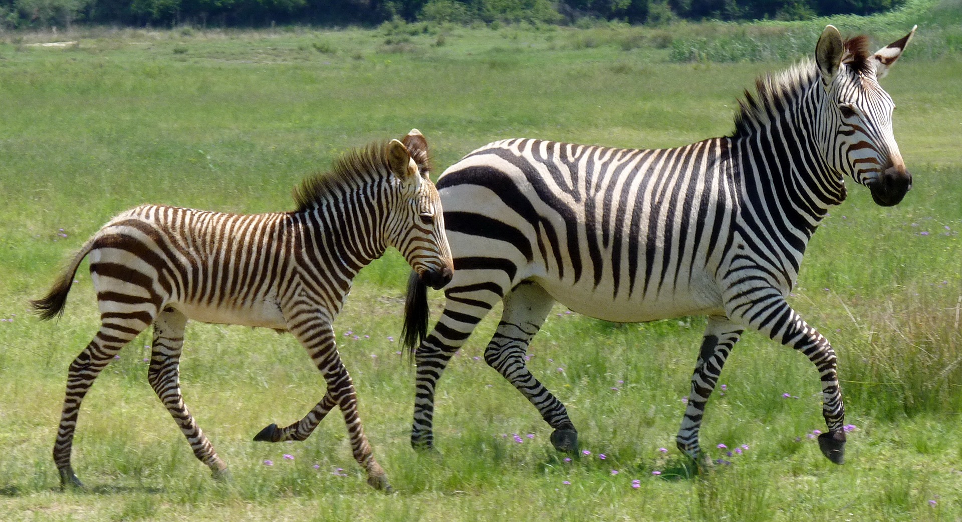 Who Let the Zebras Out? Not Congresswoman Eleanor Holmes Norton