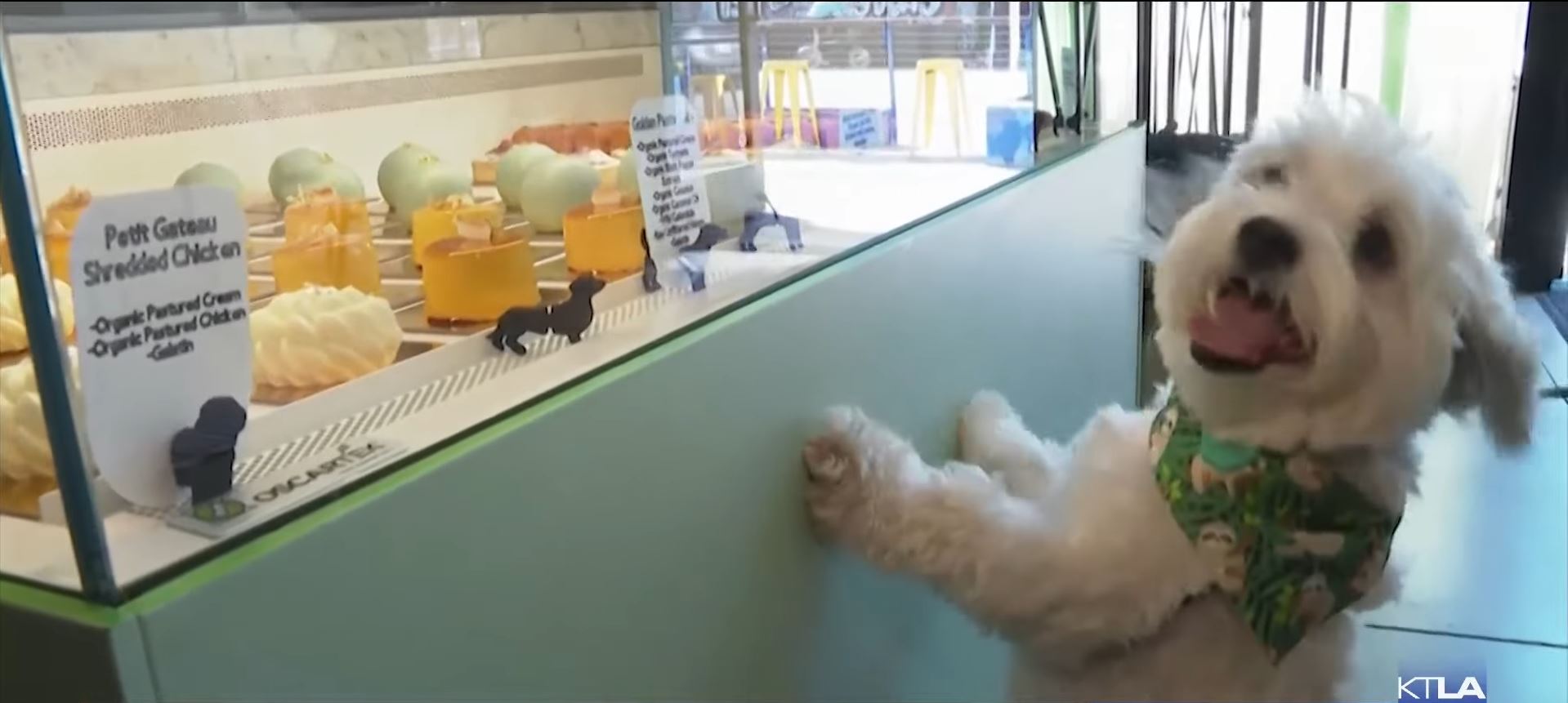 San Francisco's Dogue Restaurant Treats Pets to Fine Dining