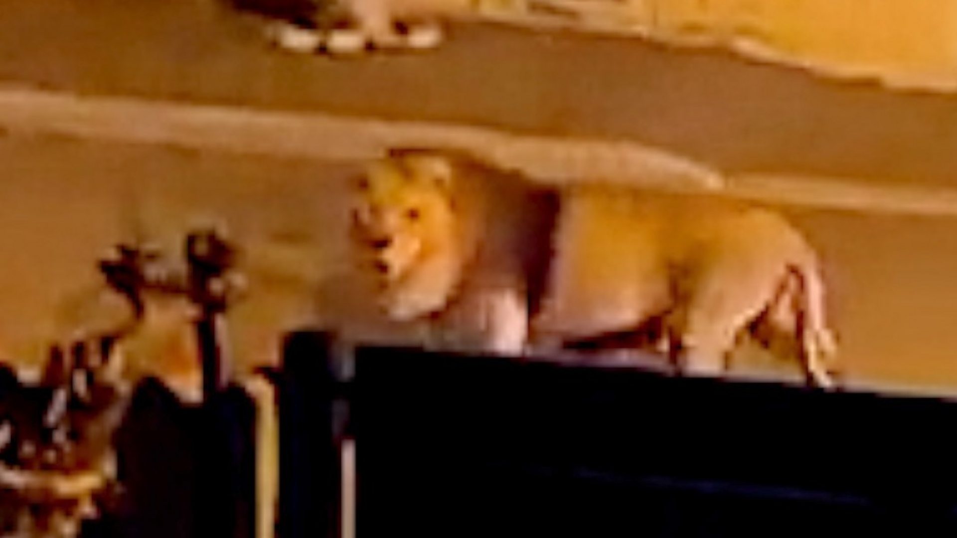Escaped Circus Lion Roams Streets of Italy