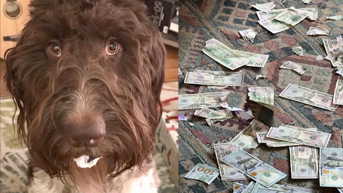 Pennsylvania Family's Goldendoodle Eats 4,000 Cash