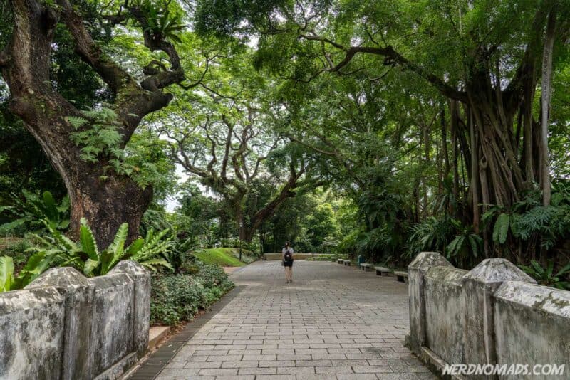 HD wallpaper singapore, tpe, changi airport, flower garden, purple dog