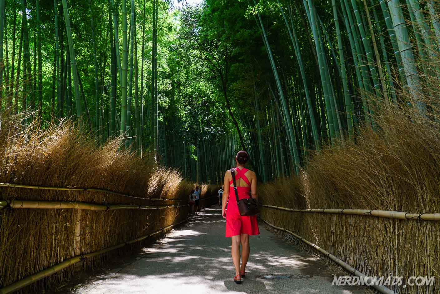 Bamboo Grove Kyoto Nerd Nomads