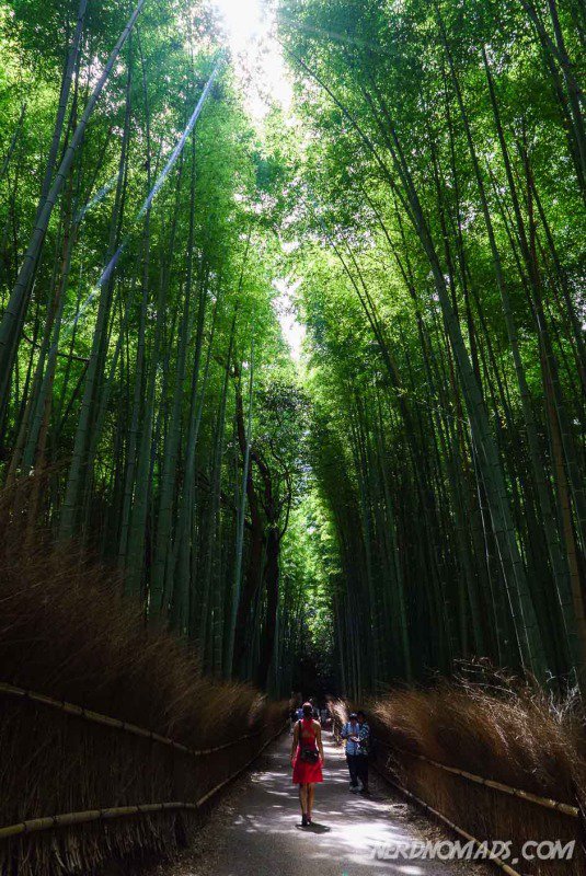 Bamboo Grove Kyoto Nerd Nomads