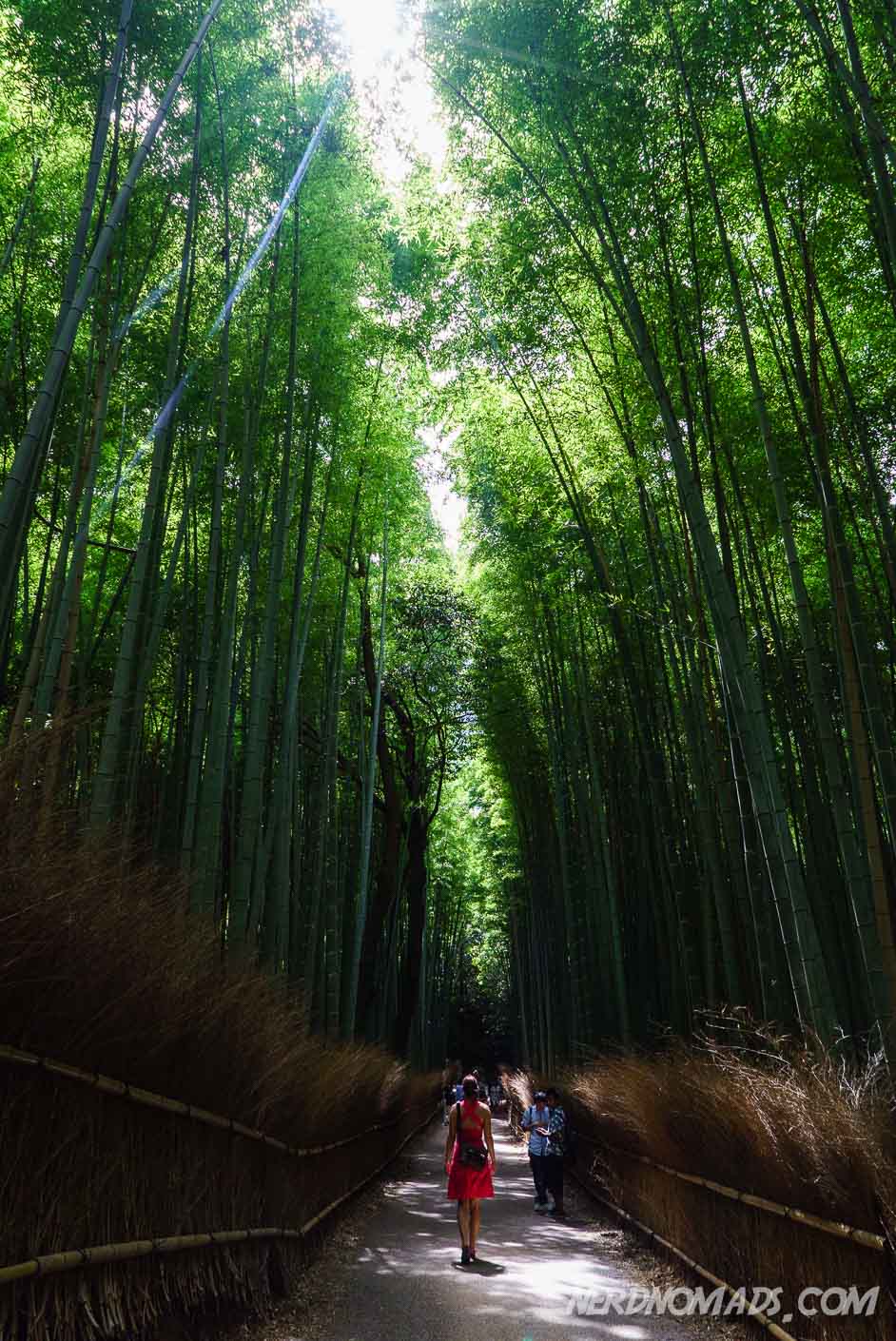 Bamboo Grove Kyoto Nerd Nomads