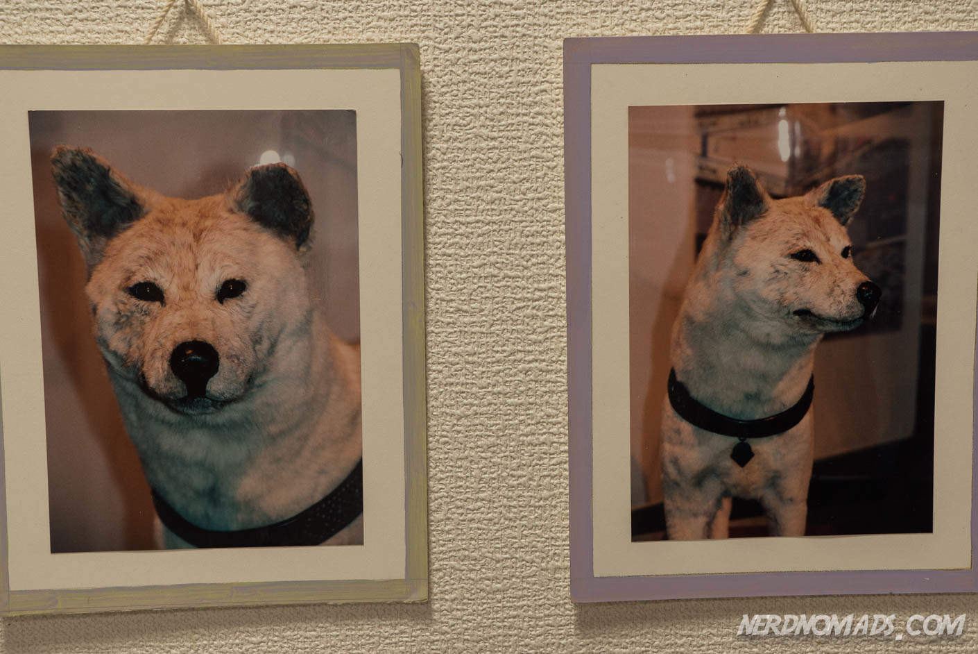 The Amazing And True Story Of Hachiko The Dog