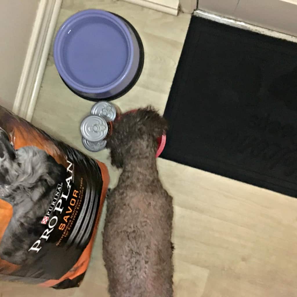 Winston Here...On How to Get Clean Paws...Sigh. Nerdy Mamma