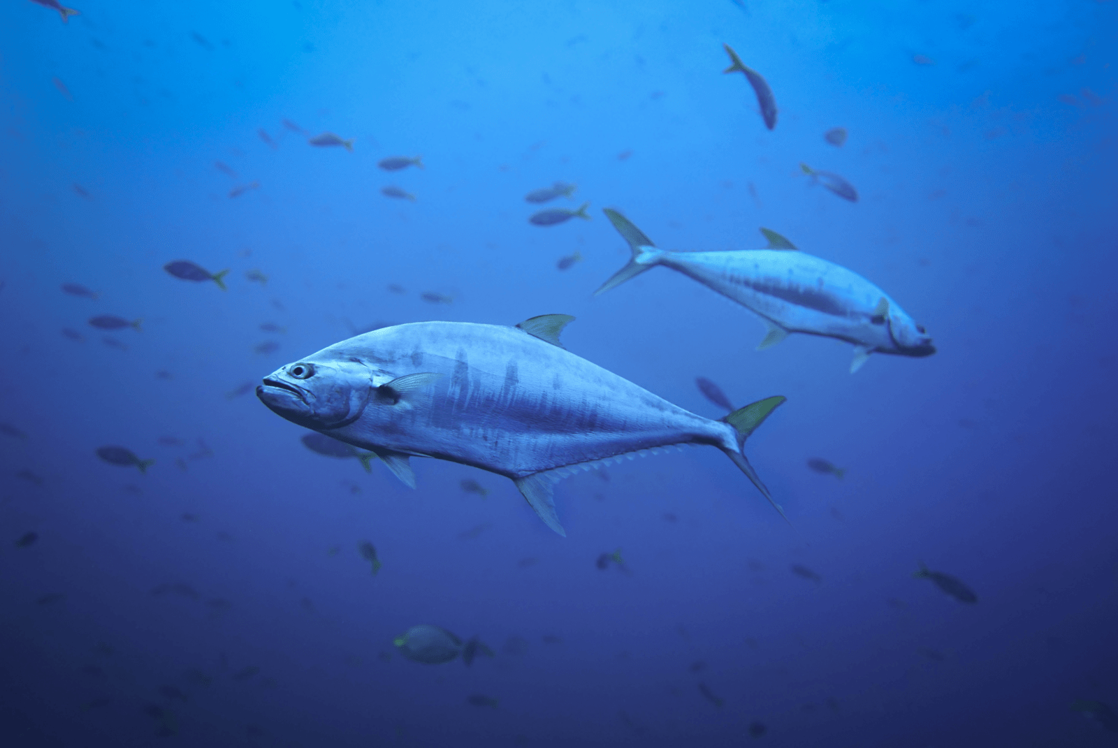 海水温度上昇につれ増加するメチル水銀ーNature掲載論文 Nereus Program The Nippon Foundation
