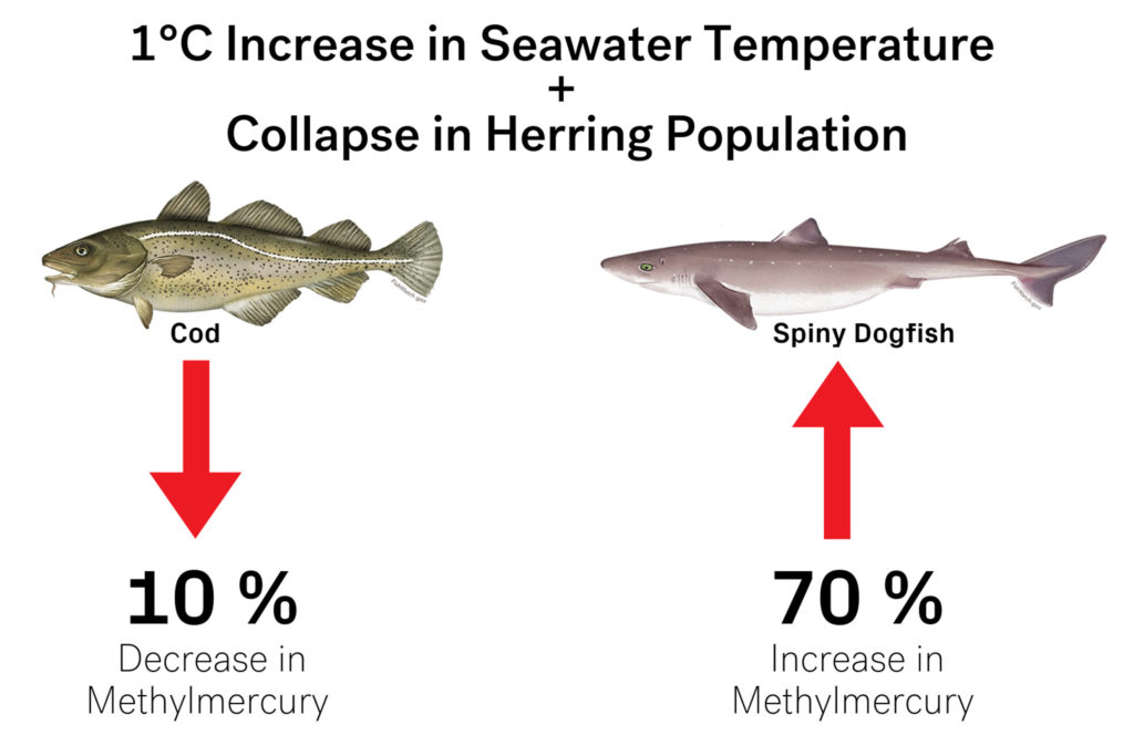 Mercury Levels in Fish Are on the Rise Nereus Program The Nippon