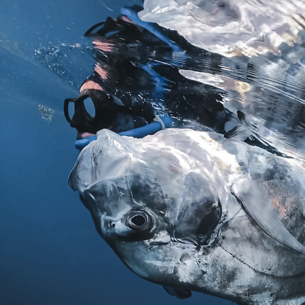 Neritic Diving Diving Equipment Spearfishing Expeditions