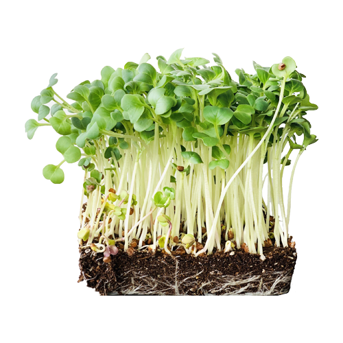 Organic Daikon Radish Microgreen Seeds NeroCulture