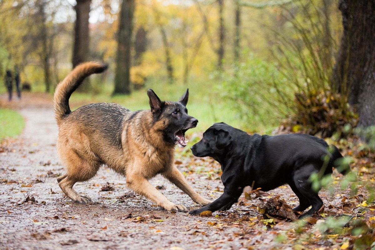 Dogs that dislike dogs. Nero Dog Training