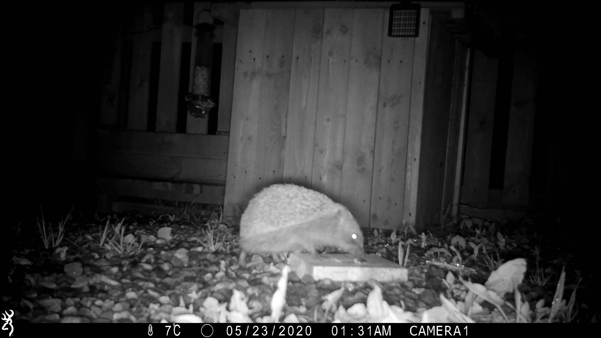 WILDLIFE CAMERA TRAPPING NESBReC