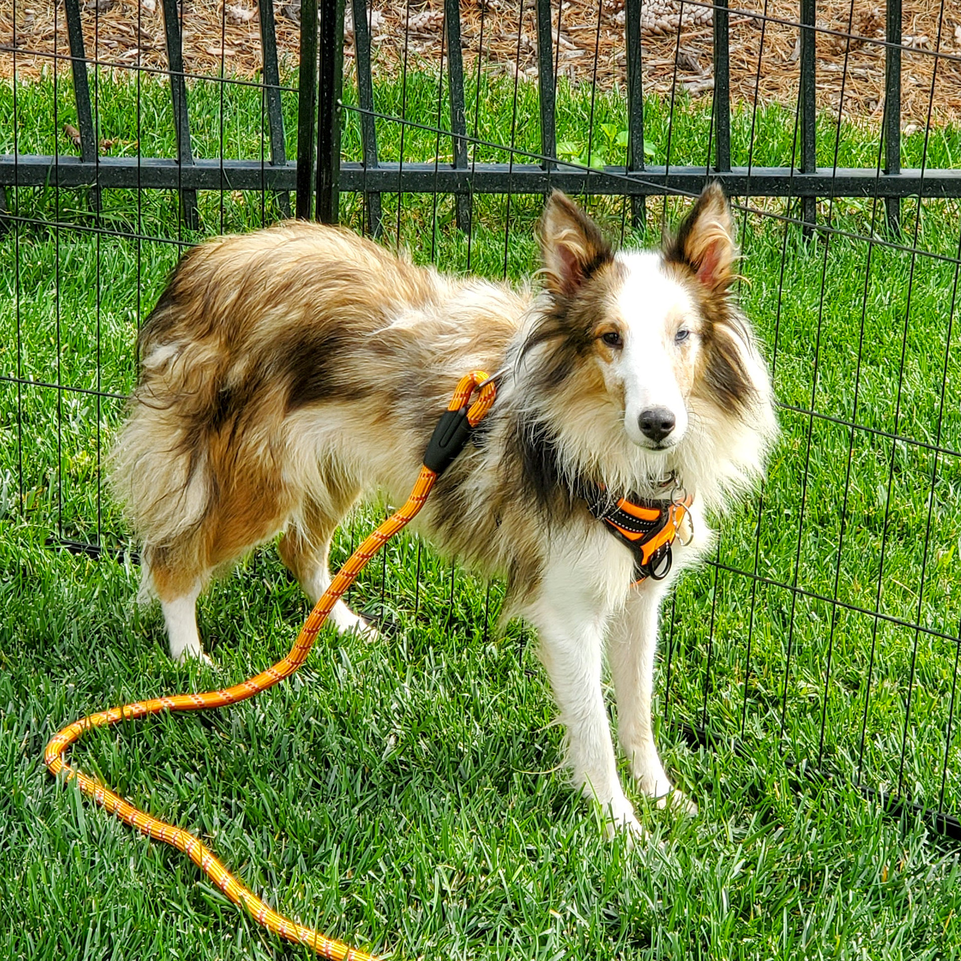 15+ Sheltie Rescue Colorado LiliasGuthrie