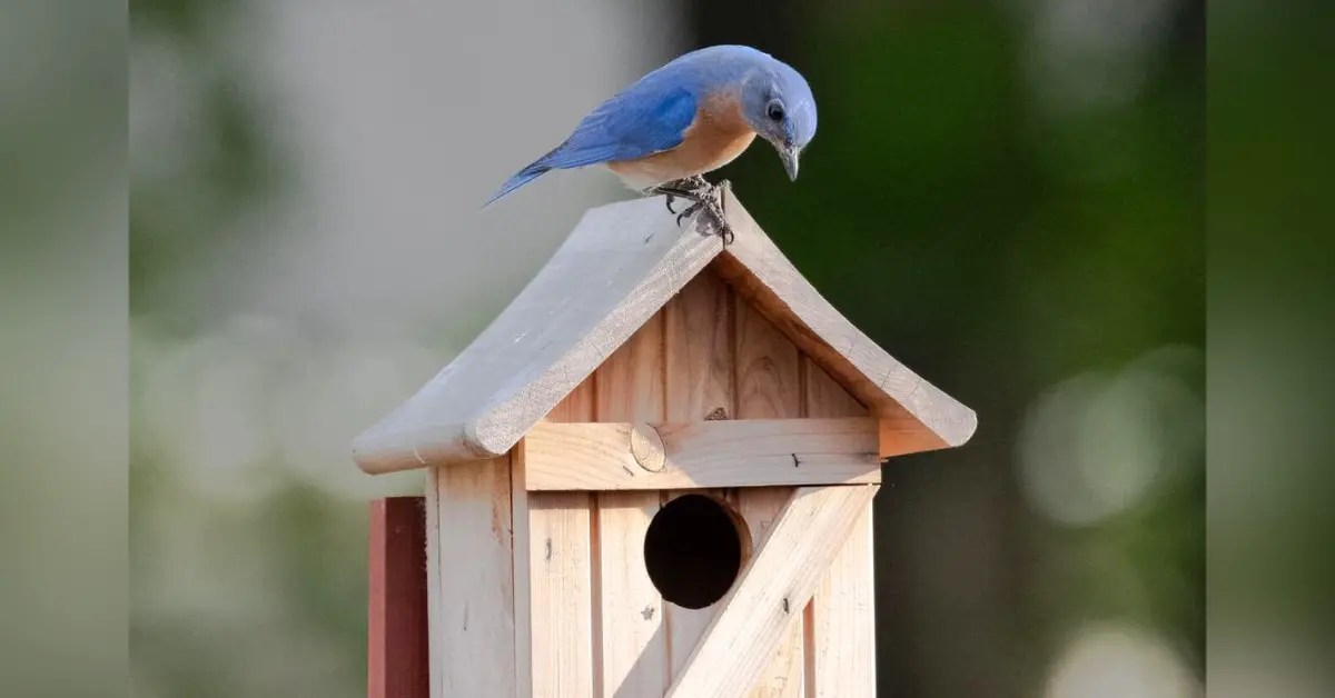 Nesting Behaviors of Eastern Bluebirds in the USA Nest Box Live