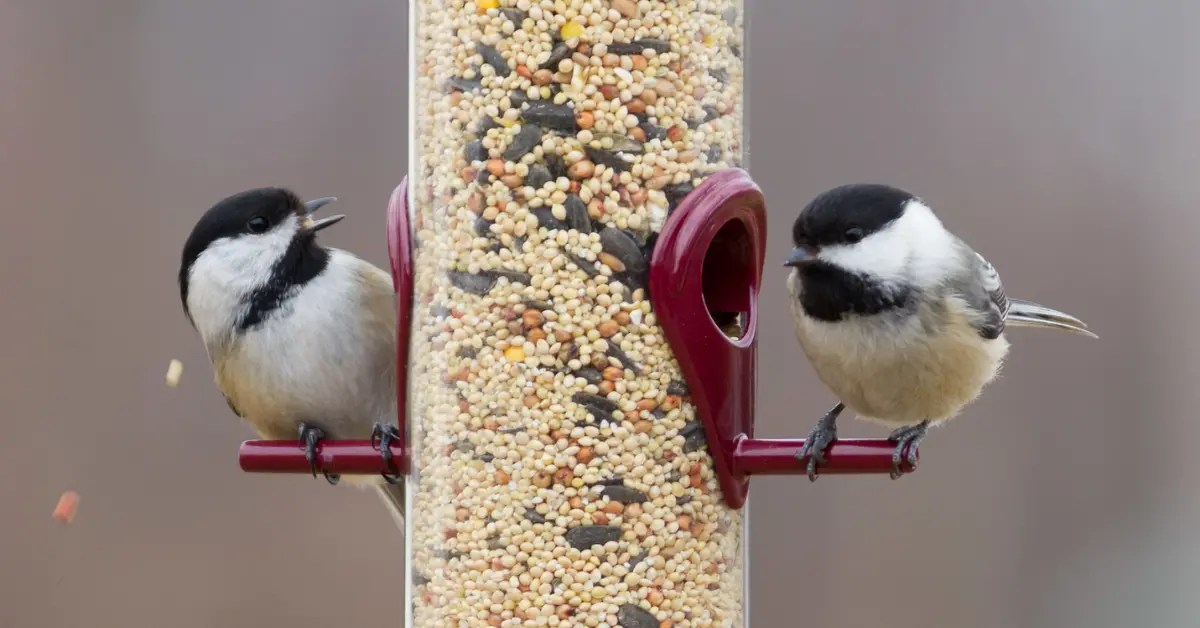 Why Have Birds Disappeared From My Garden This Winter?