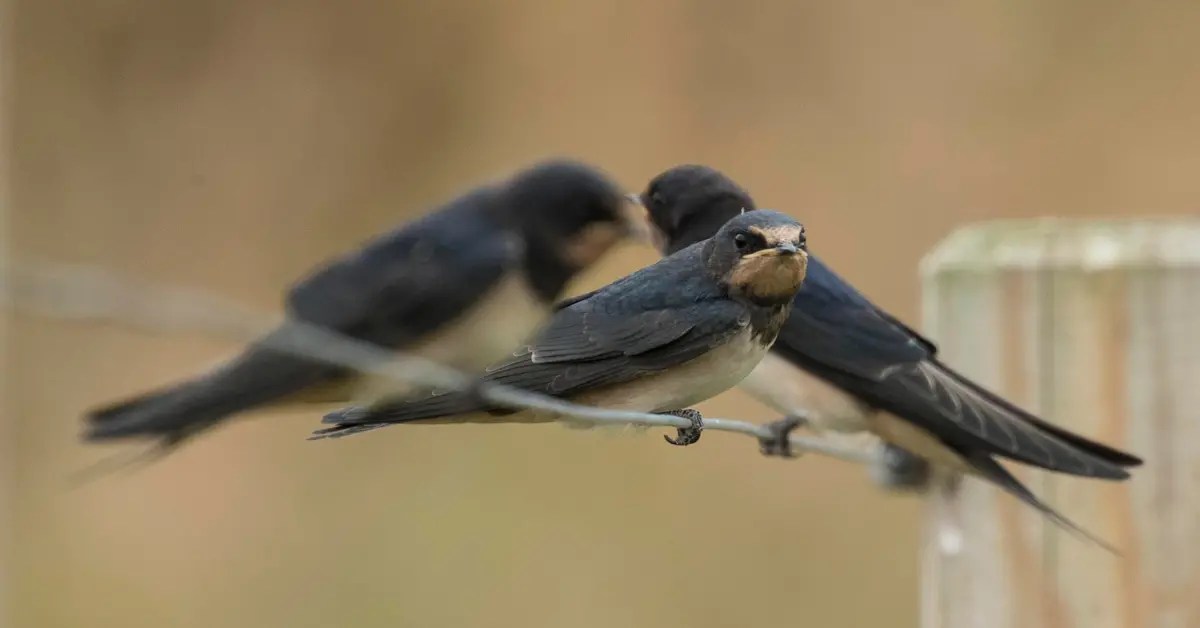 Why Have Birds Disappeared From My Garden This Winter?