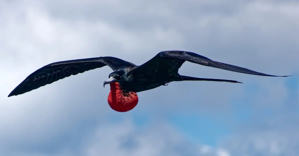 How Do Birds Sleep? Nest Box Live