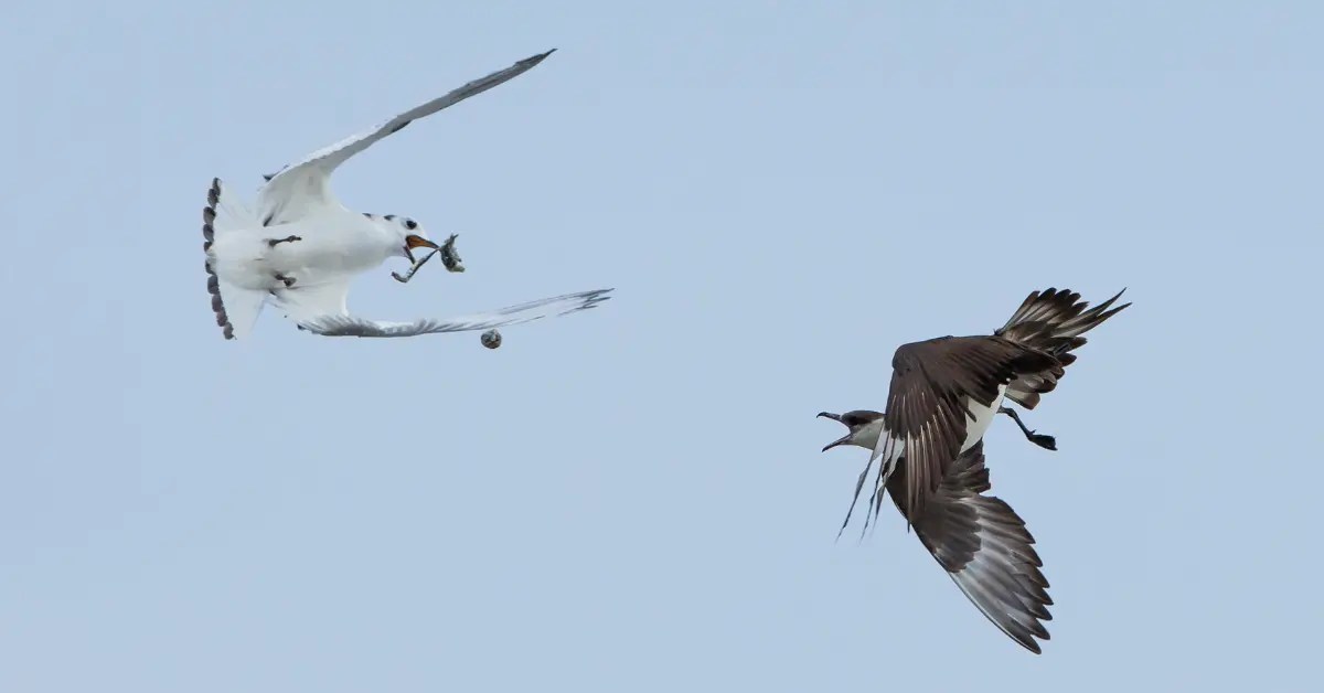 Find the Best Bird Watching Areas Near You Nest Box Live