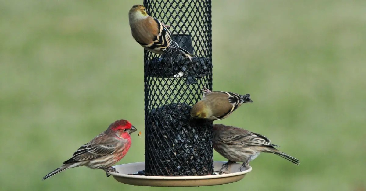 The Best Bird Food for Wild Birds Nest Box Live