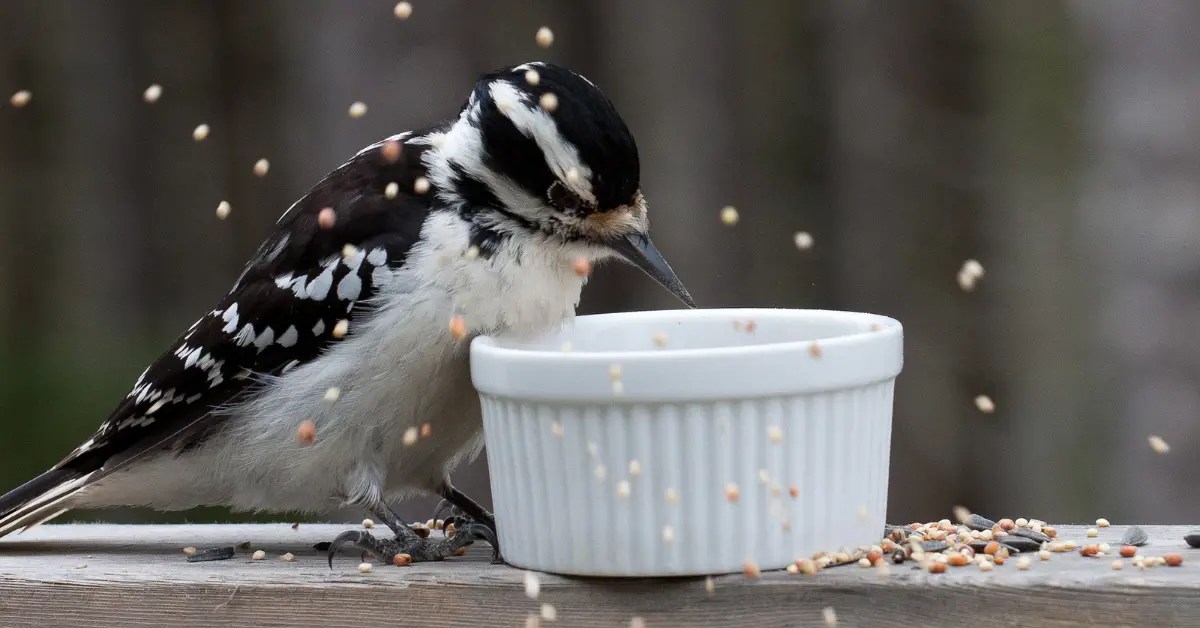 The Best Bird Food for Wild Birds Nest Box Live