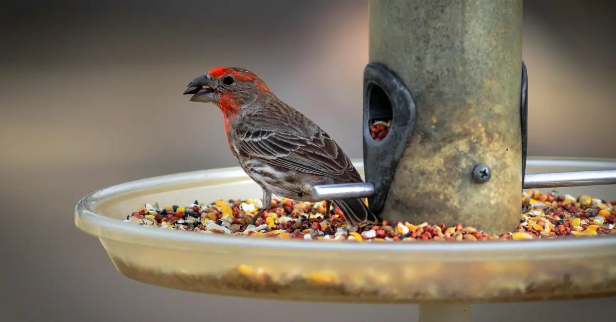 The Best Bird Food for Wild Birds Nest Box Live