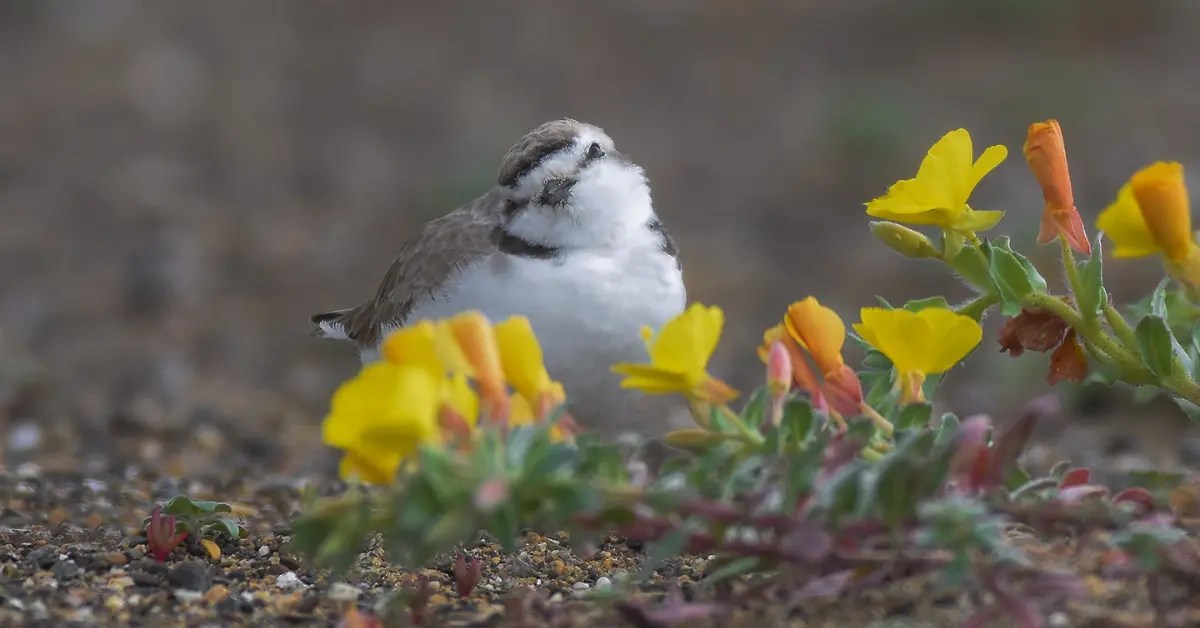 Finding the Best Bird Watching Areas Near You Nest Box Live