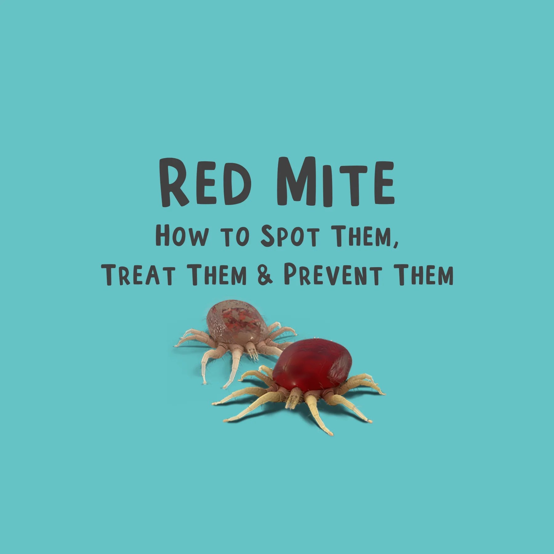 How Do You Kill Mites