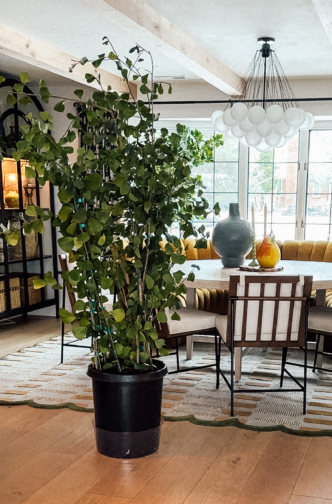 Repotting Houseplants Tips Repotting my Ficus Triangularius Nesting