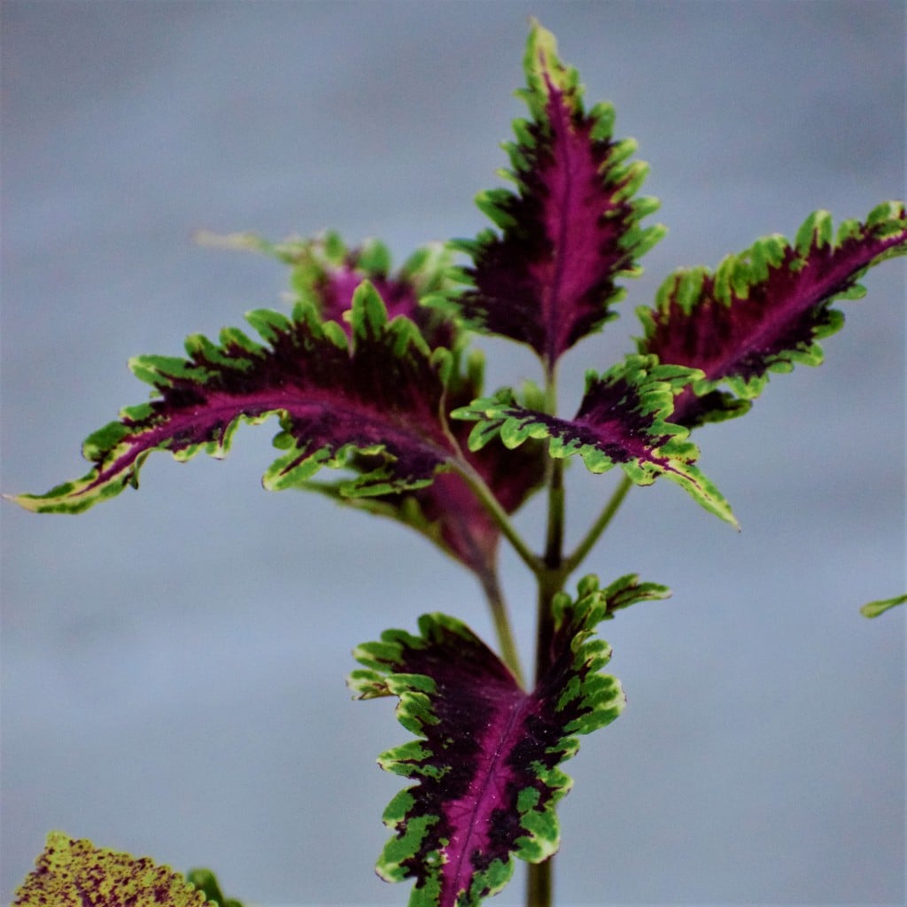 Colious (Mix Colour) Plant - Nestreeo.com