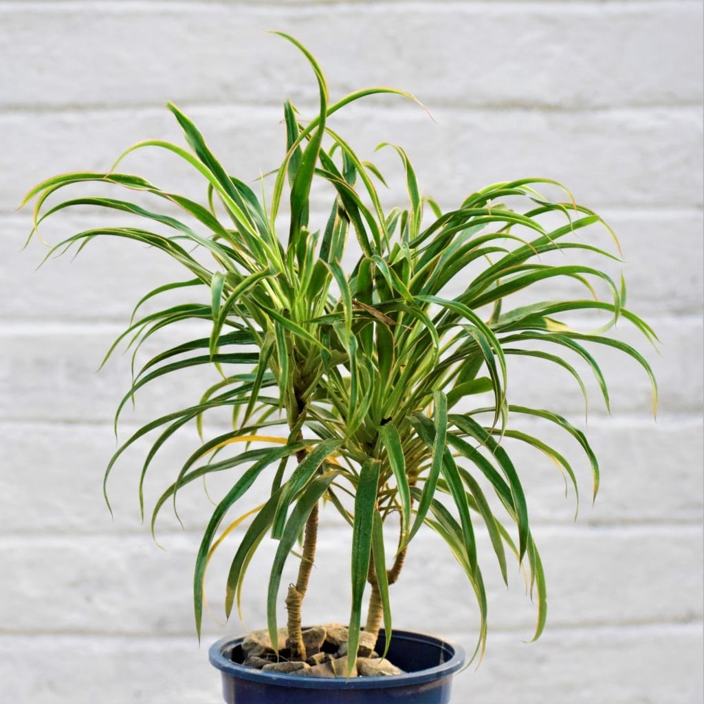 Albums 95+ Images Green Plant With Long Thin Leaves Sharp