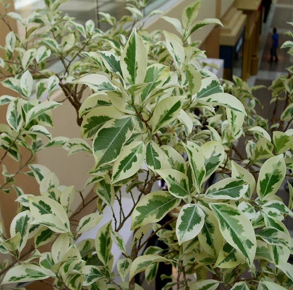 Ficus Compacta Variegated