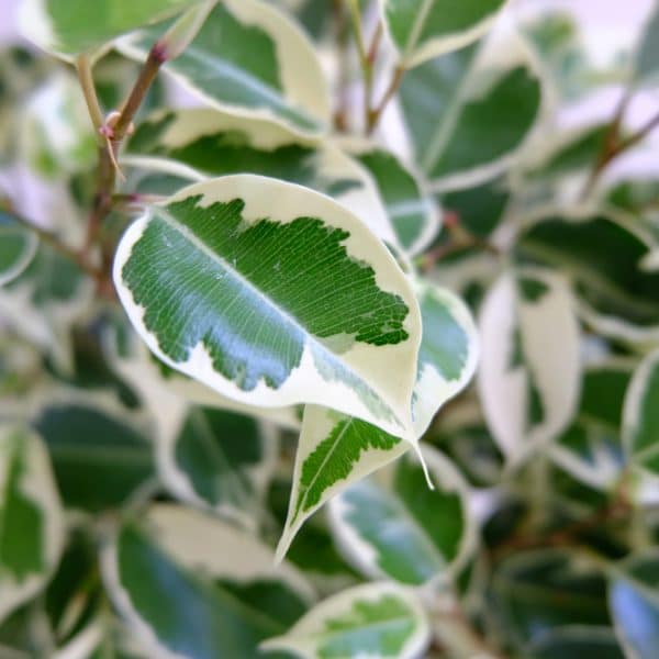 Ficus Compacta Variegated
