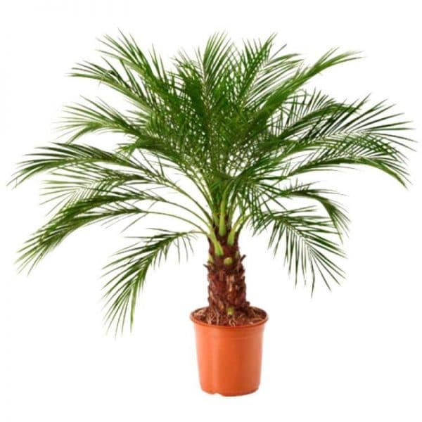 Phoenix Palm Plant