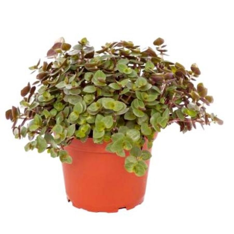 Turtle Vine Small Leaf