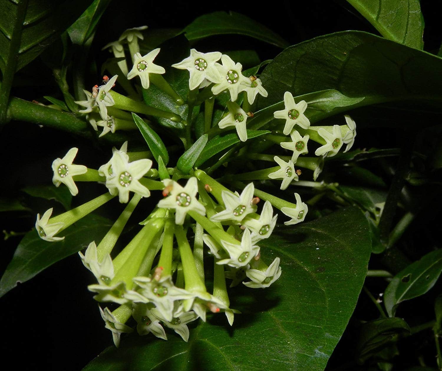 Raat Ki Rani, Night Blooming Jasmine Plant